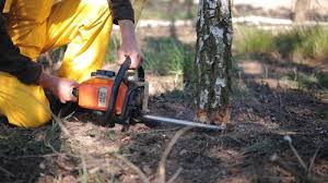 Reliable Burley, WA Tree Services Solutions